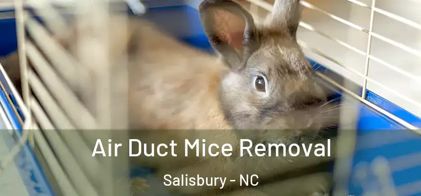  Air Duct Mice Removal Salisbury - NC